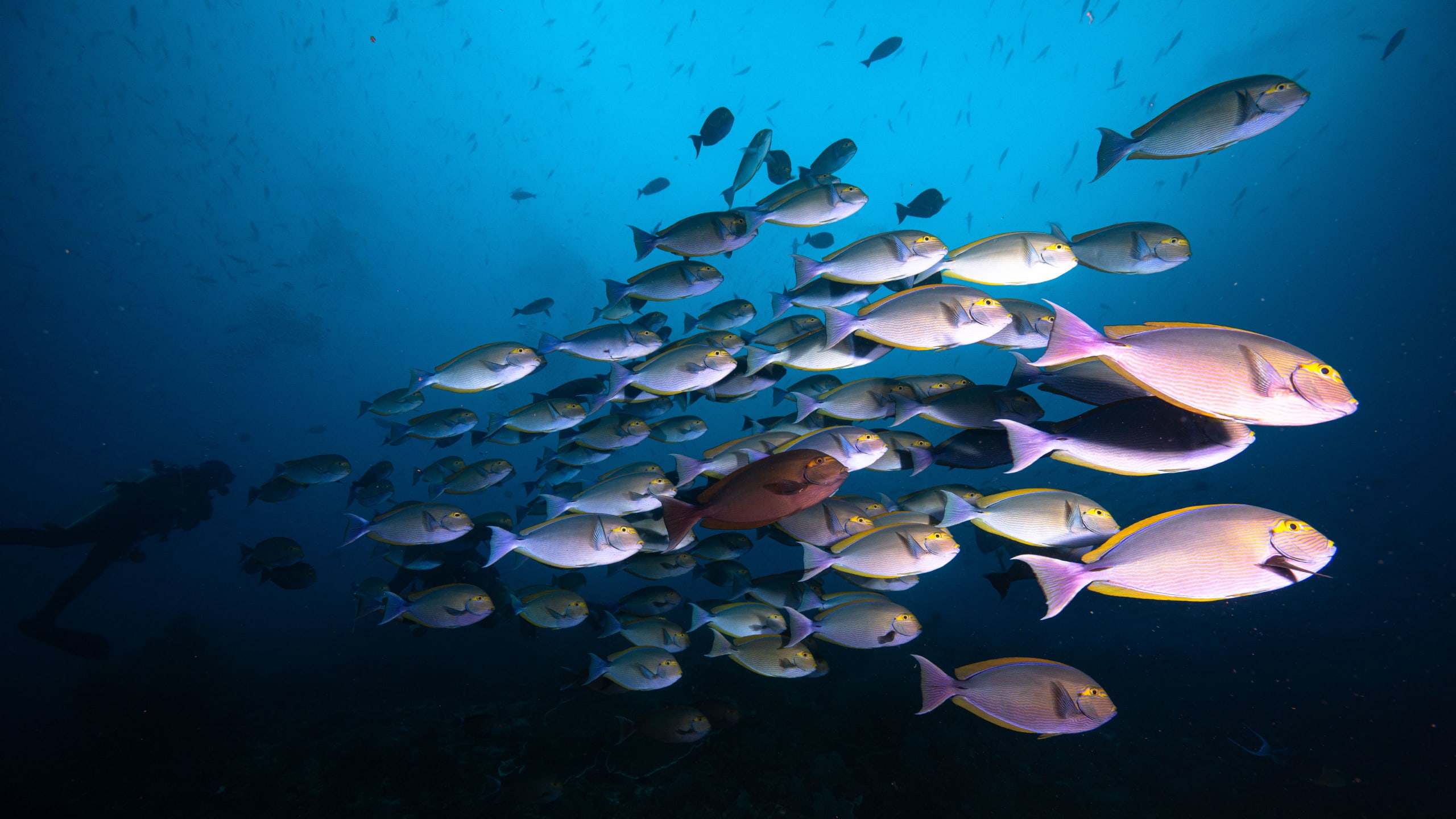 Nusa Penida Drift Diving